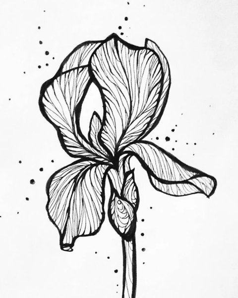 Ирис рисунок