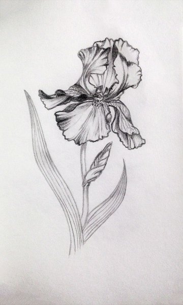 Ирисы карандашом для срисовки легко