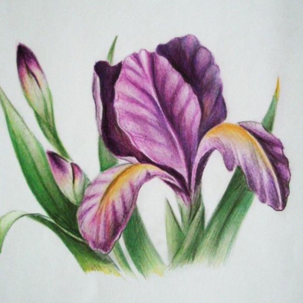 Ирис цветок карандашом
