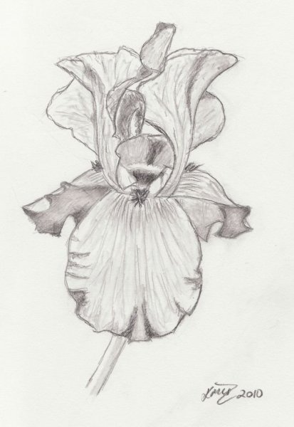 Нарисовать желтый Ирис