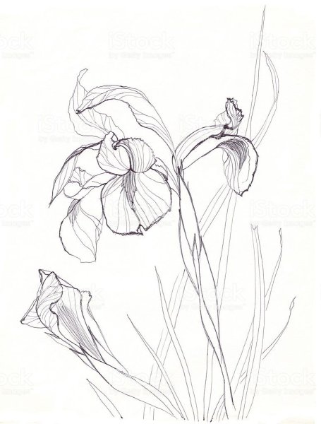 Схемы рисования цветов