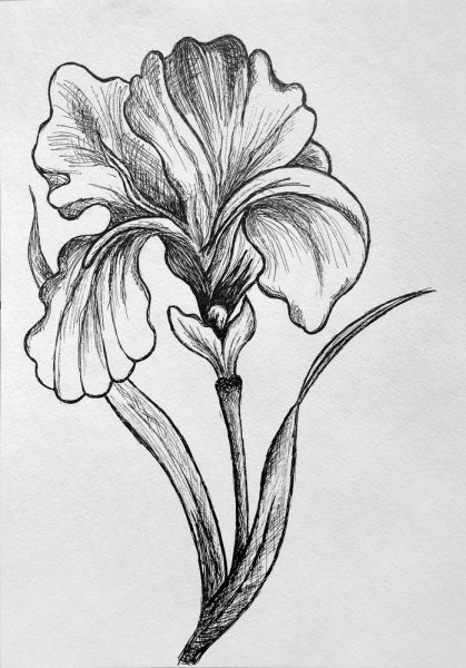 Касатик Сибирский нарисованный