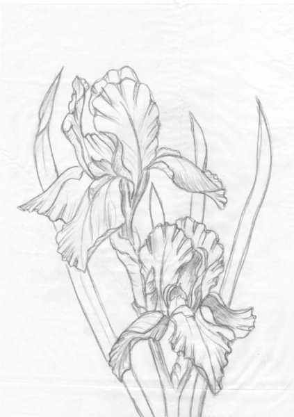 Цветы рисунок карандашом