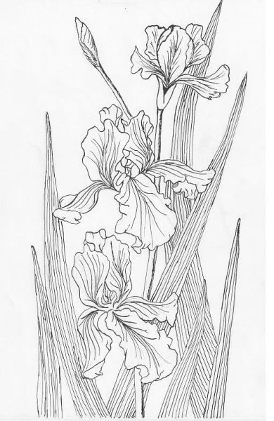 Схемы рисования цветов