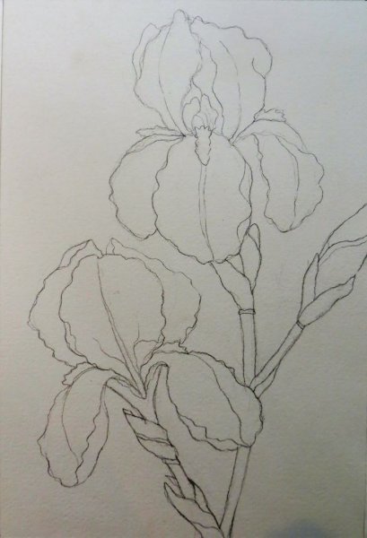 Ирисы эскизы для росписи