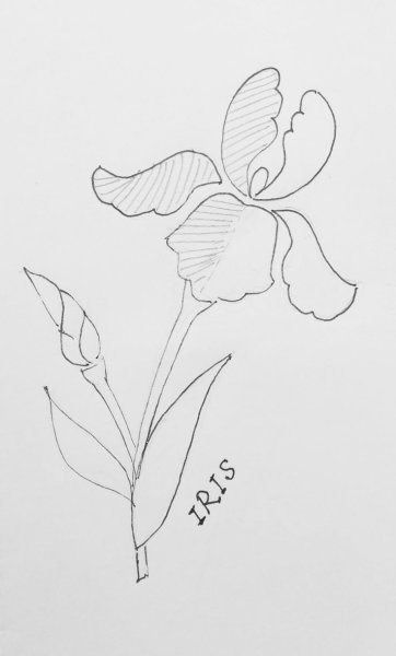 Цветы акварельными карандашами