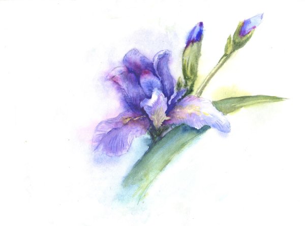 Ирисы поэтапное рисование
