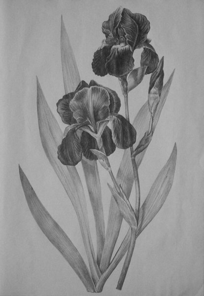 Цветок Ирис пошагово