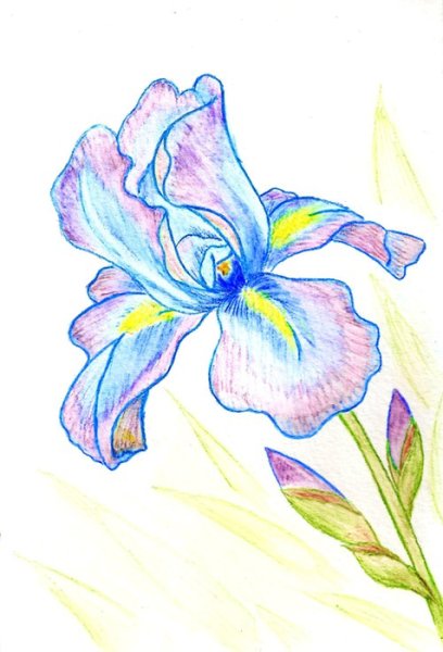 Ирис Сибирский чб