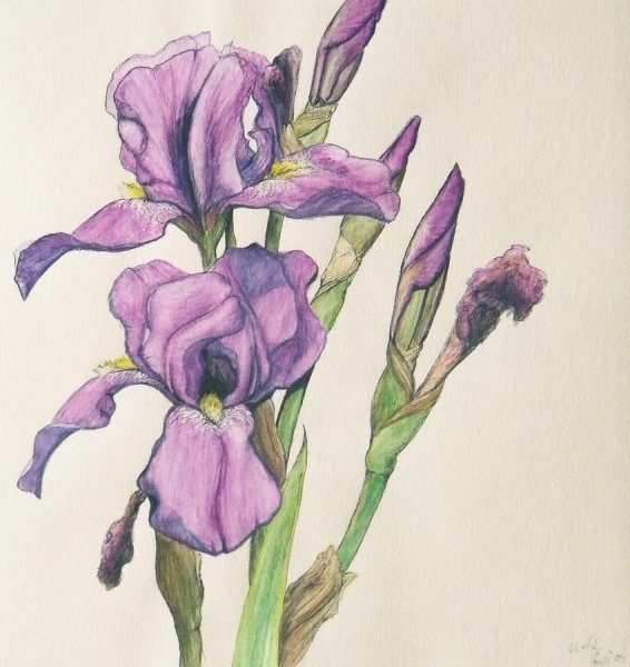 Ирис Ботаническая иллюстрация