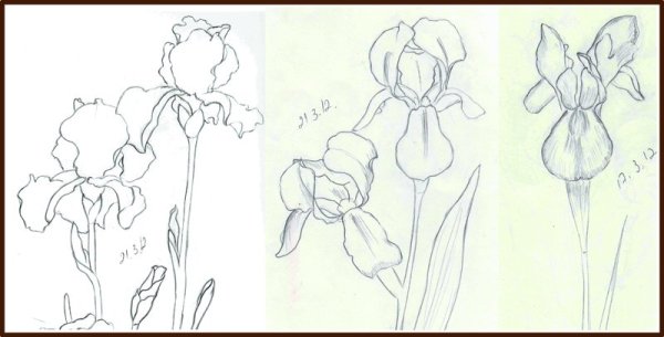 Ирис эскиз