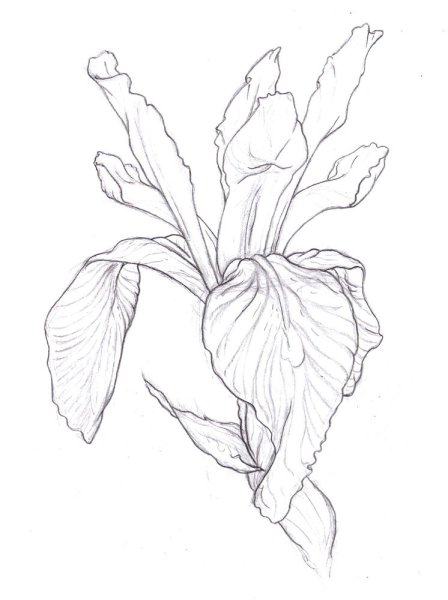 Ирис карандашом