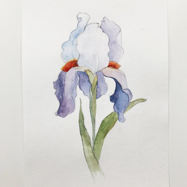 Тюльпаны Графика