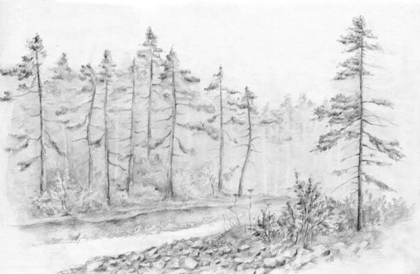 Лес зарисовка