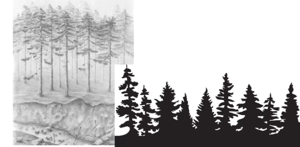 Тайга карандашом