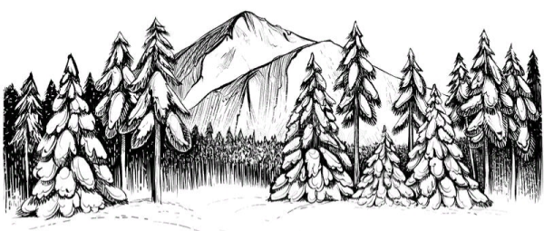 Зарисовки зимнего леса