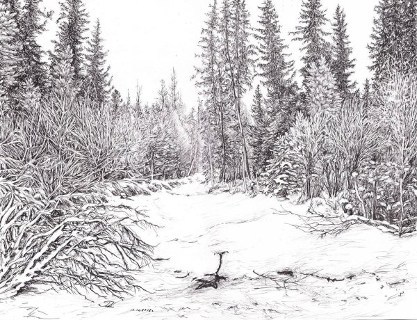 Зимний лес в графике