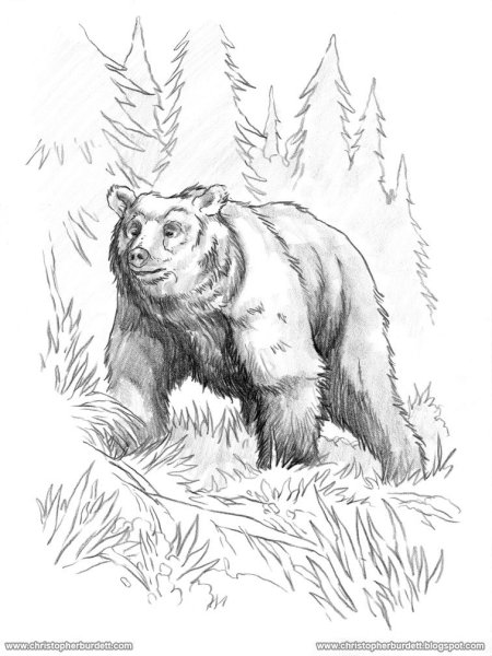 Медведь рисунок