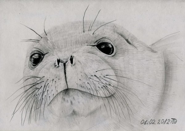 Рисование тюленя