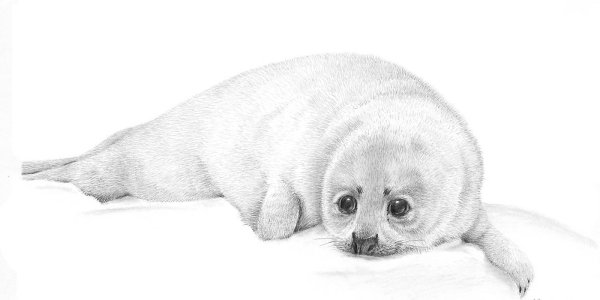 Рисунки тюленя для срисовки