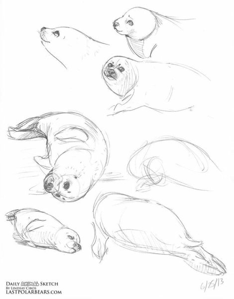 Аппликация Нерпа