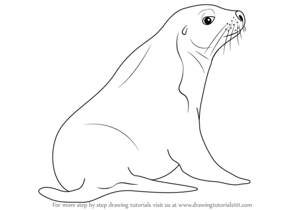 Тюлень карандашом