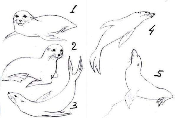 Тюлень Графика