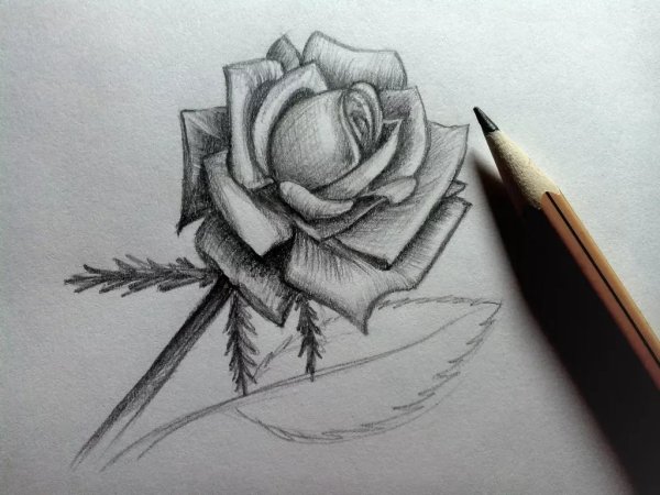 Рисунки карандашом