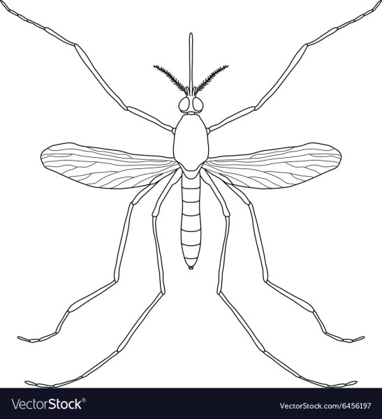 Комар черно белый