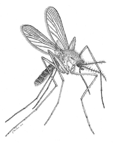 Комар контур