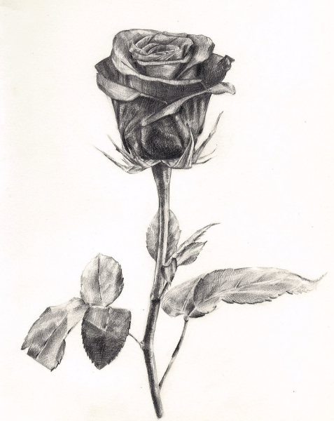 Рисунок розы для срисовки