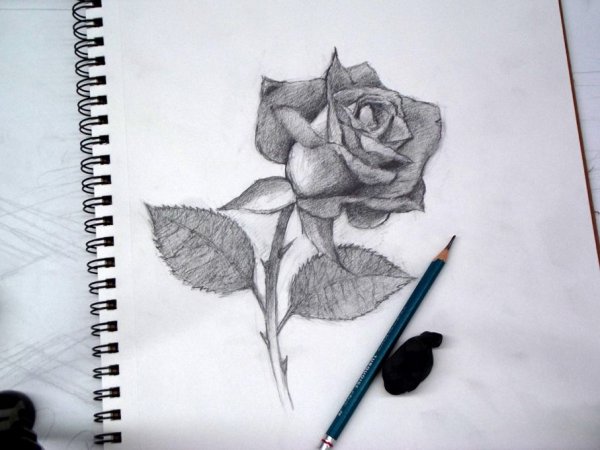 Роза рисунок