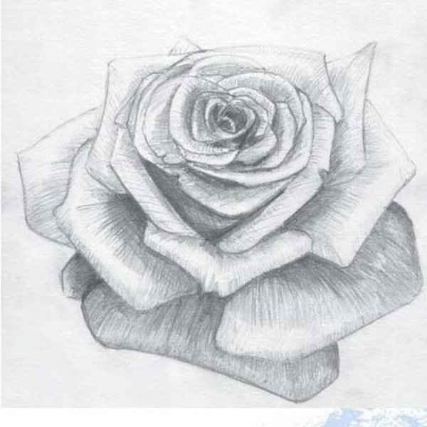 Роза карандашом для начинающих