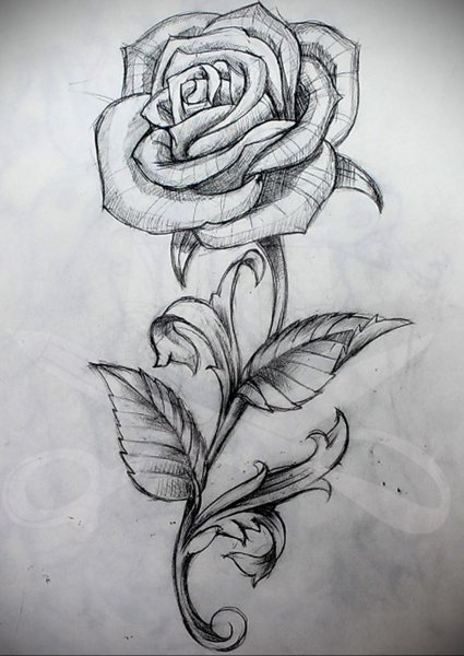 Роза карандашом