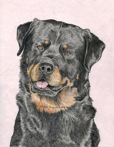 Ротвейлер карандашом