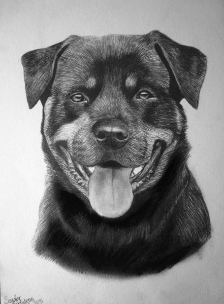 Ротвейлер карандашом