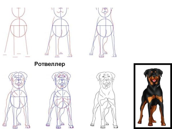 Как рисовать собаку поэтапно