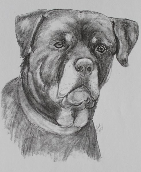Ротвейлер простым карандашом