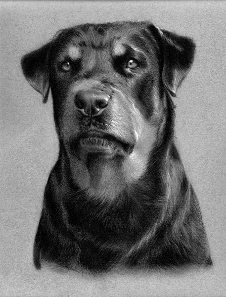 Ротвейлер карандашом