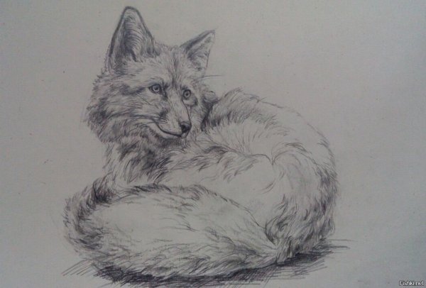 Лиса карандашом