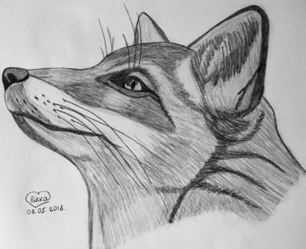 Нарисовать лису