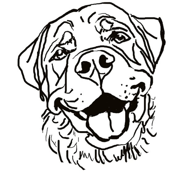 Ротвейлер карандашом