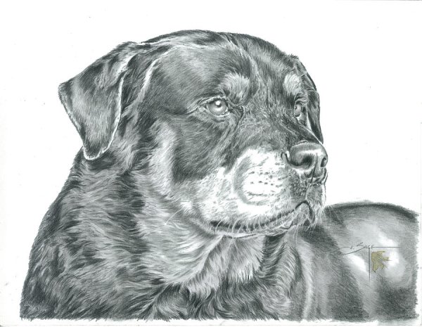 Ротвейлер рисунок