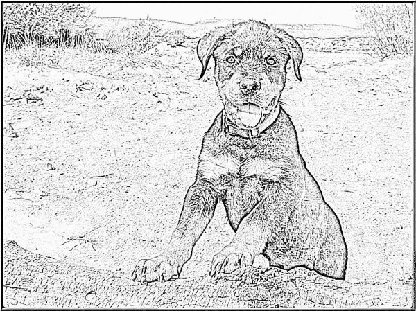 Ротвейлер цветными карандашами