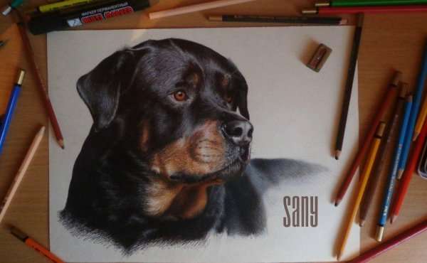 Собака сбоку раскраска