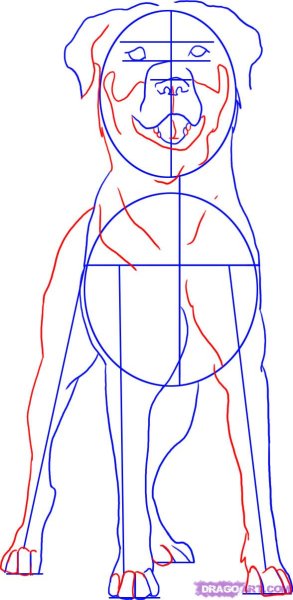 Рисунок карандашом питбулей