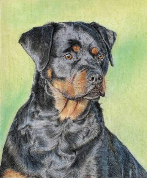 Ротвейлер картина