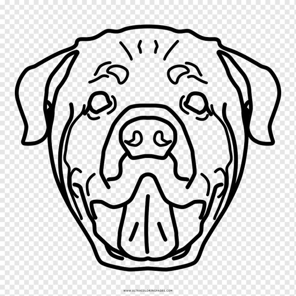 Раскраска собака ротвейлер