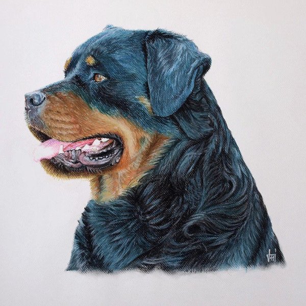 Ротвейлер карандашом