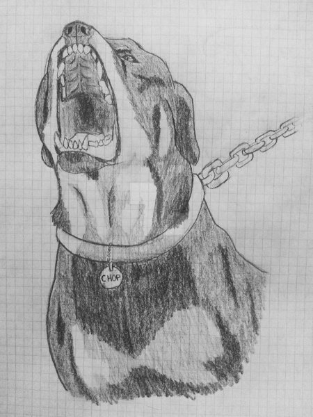 Раскраска собака ротвейлер